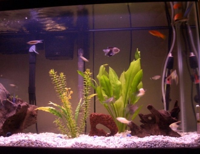 29 gallons freshwater fish tank (mostly fish and non-living decorations) - 2 month old tank
6/17/05