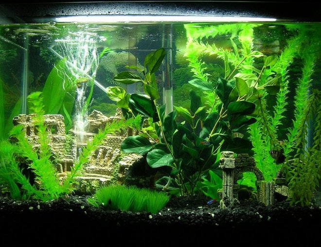 45 gallons freshwater fish tank (mostly fish and non-living decorations) - my tanks..... 2 of them 20 gal, 25 gal.