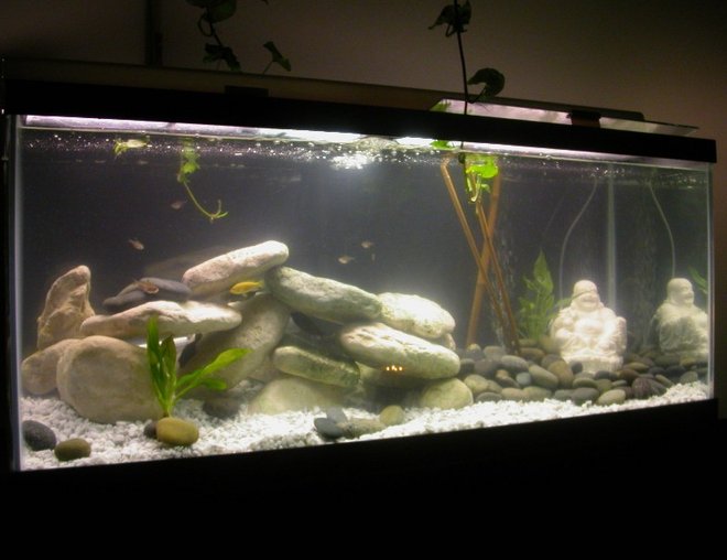 75 gallons freshwater fish tank (mostly fish and non-living decorations) - My New Baby