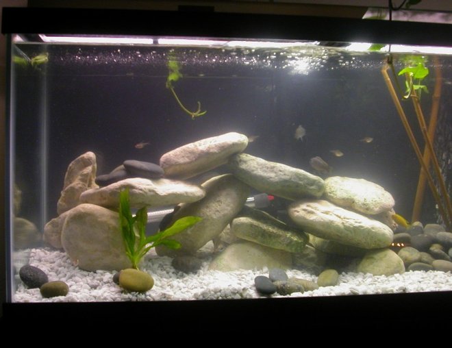 75 gallons freshwater fish tank (mostly fish and non-living decorations) - Cichlid Stack