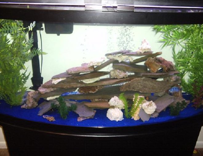 72 gallons freshwater fish tank (mostly fish and non-living decorations) - 72 gallon bow front tank