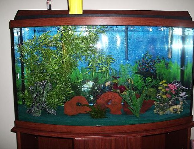 72 gallons freshwater fish tank (mostly fish and non-living decorations) - This is my 46 gallon bow front tank, It only has 1 Black Ghost Knife in it right now.