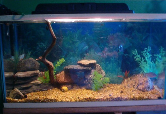 29 gallons freshwater fish tank (mostly fish and non-living decorations) - 29 Gallon Aquarium with 2 Red Belly Pacus, many snails, fake plants, and lots of rocks.