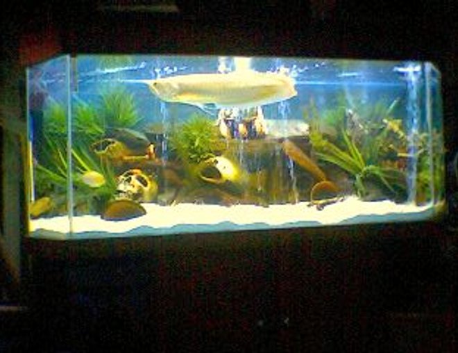 120 gallons freshwater fish tank (mostly fish and non-living decorations) - arrowana