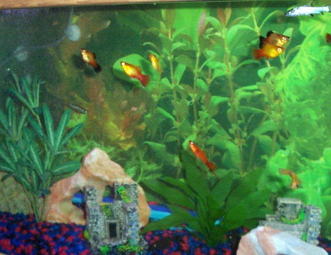 30 gallons freshwater fish tank (mostly fish and non-living decorations) - Community of primarily live-bearers