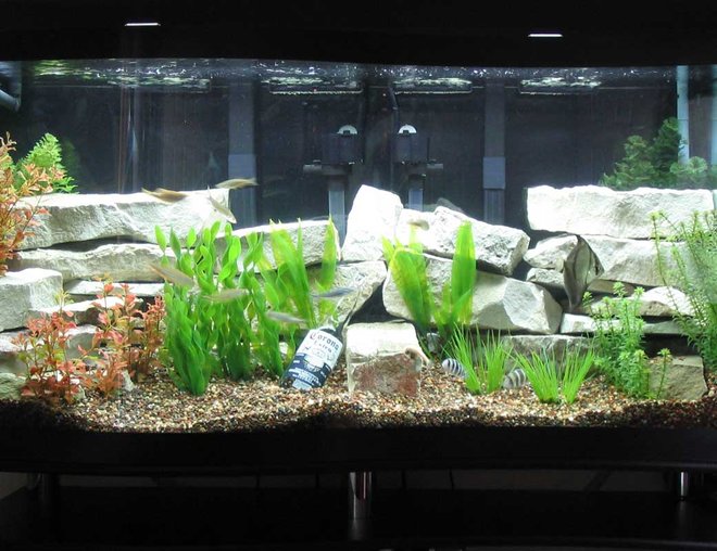 90 gallons freshwater fish tank (mostly fish and non-living decorations) - 90-gal. "S" shaped fresh water aquarium and some fish !