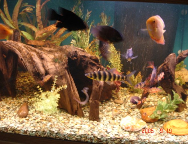 180 gallons freshwater fish tank (mostly fish and non-living decorations) - Some of the many fish.