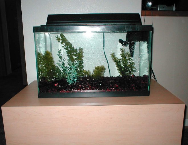 40 gallons freshwater fish tank (mostly fish and non-living decorations) - Full Tank Shoot of my 10 Gallon