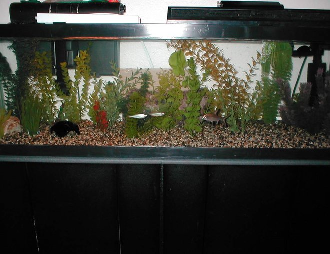 40 gallons freshwater fish tank (mostly fish and non-living decorations) - Rearanged my 40 Gallon