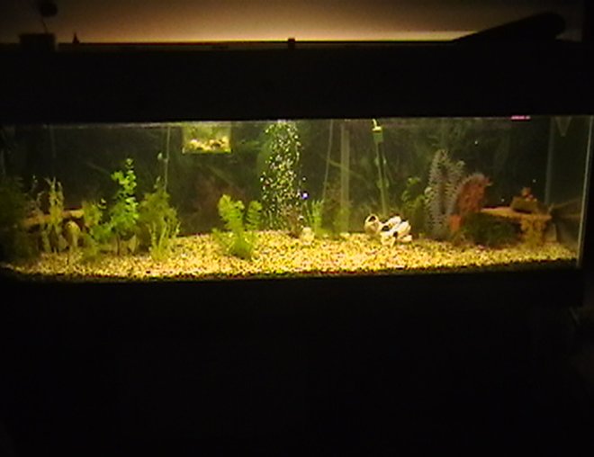 100 gallons freshwater fish tank (mostly fish and non-living decorations) - this is my tank