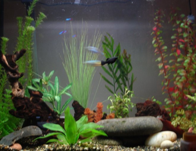 37 gallons freshwater fish tank (mostly fish and non-living decorations) - 37 gallon eclipse