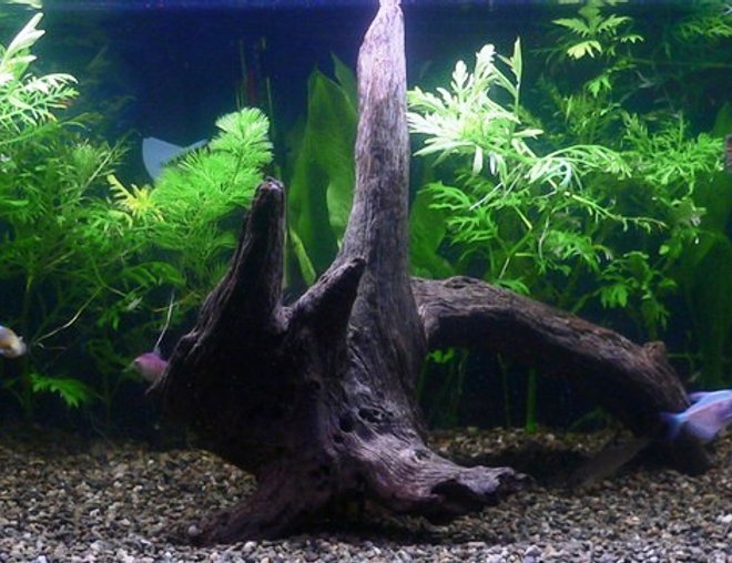 20 gallons freshwater fish tank (mostly fish and non-living decorations) - This is a 20 Gallon.  30"x12"x12" tank.  I have a Marineland 150 BioWheel Filter.  Marineland 100 Watt heater w/Coral Life dual tube fluorescent hood.

Fish:  1 Clown Loach, 2 Rainbow Fish, 1 Neon Tetras, 1 Bala Shark, 1 24k Molly, 1 Black Molly, 4 Guppies, 2 Painted Skirt Tetras, 3 Goldfish, 1 Platy