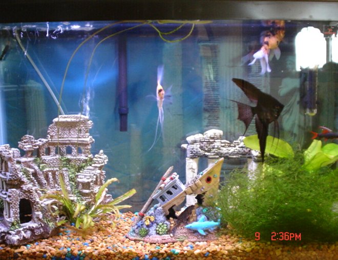 38 gallons freshwater fish tank (mostly fish and non-living decorations) - I will have to take a better picture