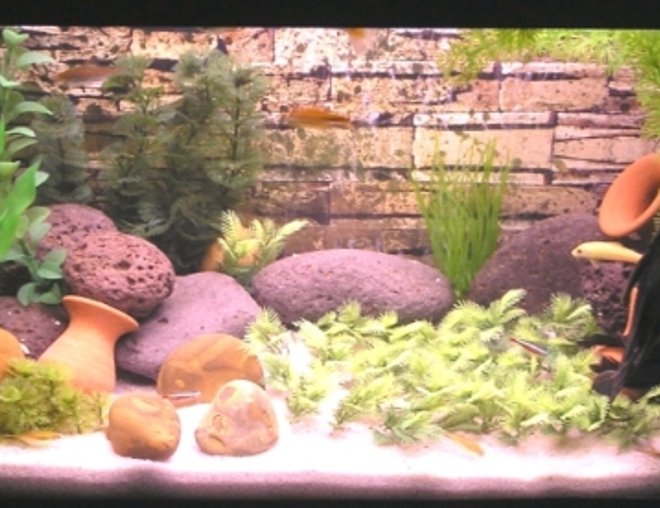 15 gallons freshwater fish tank (mostly fish and non-living decorations) - freshwater 15 gal tank