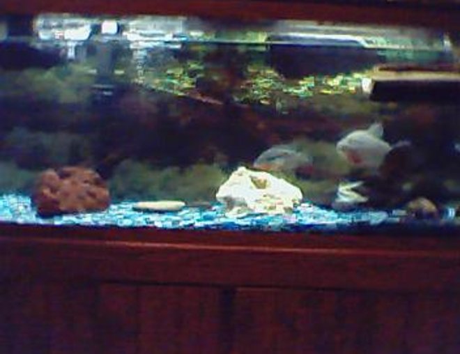 70 gallons freshwater fish tank (mostly fish and non-living decorations) - here's my tank