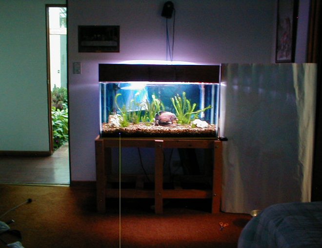 55 gallons freshwater fish tank (mostly fish and non-living decorations) - The tank now has a glass top and the lights are hanging from the roof