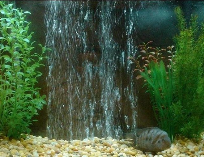 55 gallons freshwater fish tank (mostly fish and non-living decorations) - 55 gallon freshwater tank. Home to my Oscar Smokey, Convict Igor along with my Suckerfish until I upgrade to a larger tank. Water changes are a pain since im over stocked but thats what I get.