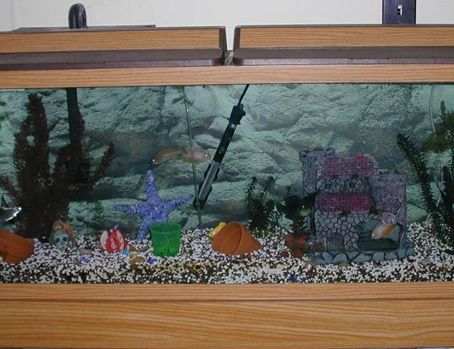 55 gallons freshwater fish tank (mostly fish and non-living decorations) - This is our 55 gallon tank