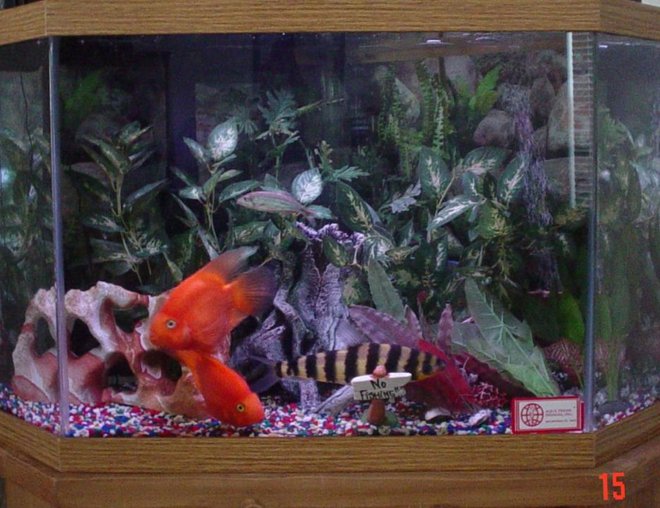 50 gallons freshwater fish tank (mostly fish and non-living decorations) - 50 Gallon corner tank. 1 Leporinus, 2 Parrots, 1 Pleco, 3 Long Finned Tetras, 1 Danio, 1 freshwater Puffer. No live plants. Occasionally 1 shorthaired orange housecat.