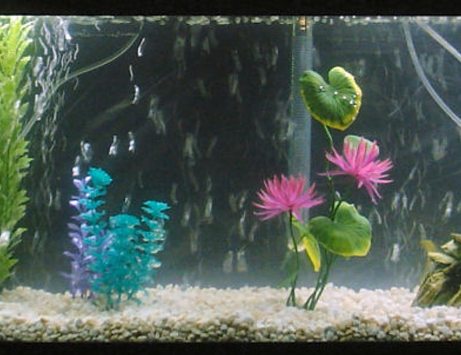 40 gallons freshwater fish tank (mostly fish and non-living decorations) - My first tank, 40 US Gallons. 4 Long FInned Rosy Barbs, Lots of bubbles, I like bubbles.