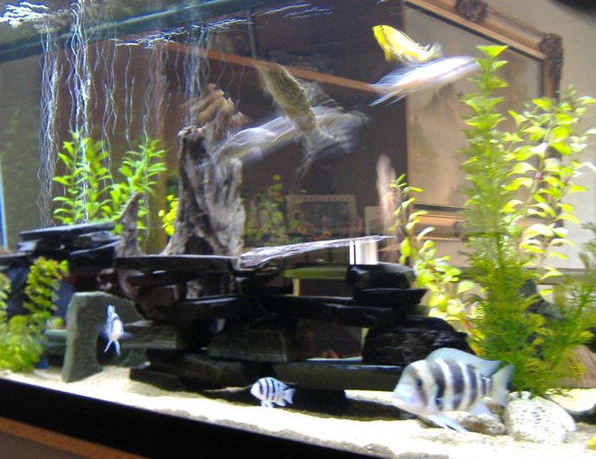 75 gallons freshwater fish tank (mostly fish and non-living decorations) - This is a picture showing how I have my plants and slate set up for my fish. Also it includes a brief showing of how my fish look.