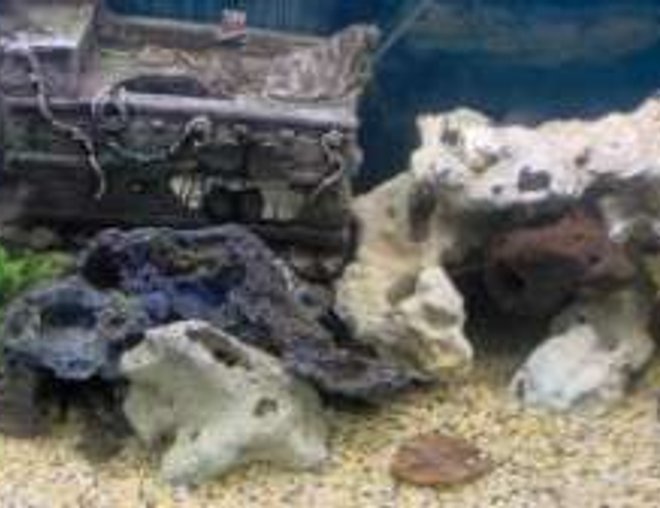 180 gallons freshwater fish tank (mostly fish and non-living decorations) - 180 gallons. Lots of fish in there, just can't see them!