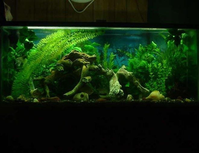 freshwater fish tank (mostly fish and non-living decorations) - Front Pic of our 55 gal 1- Green Severum Cichlid named 'fish' 1-AngleFish Cichlid named 'spike'  1 Sillver Dollar named '50 Cent' 1- Columbian Shark & 2- Tin Foil Barbs