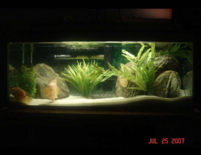 20 gallons freshwater fish tank (mostly fish and non-living decorations) - 20 Gallon, 2 Blood Parrots