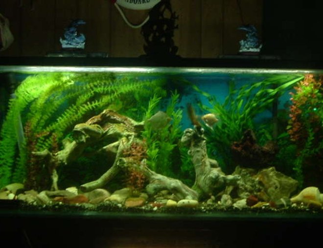 freshwater fish tank (mostly fish and non-living decorations) - Pic of our 55 gal.