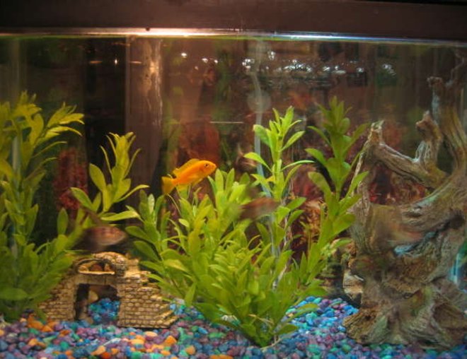 10 gallons freshwater fish tank (mostly fish and non-living decorations) - Lemon Cichlid and black skirt tetras