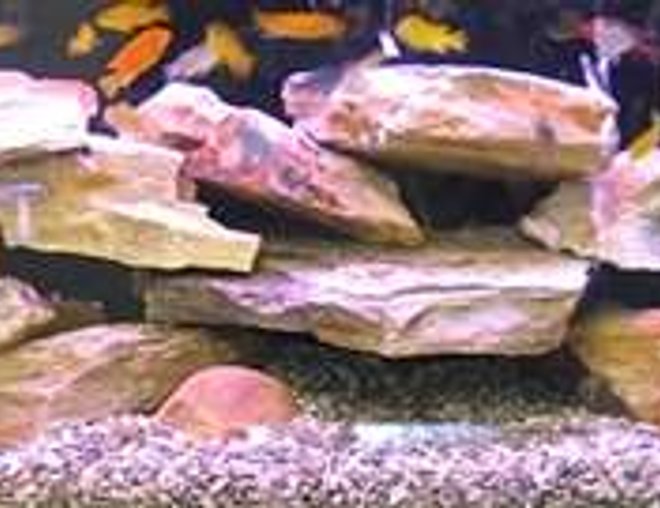 65 gallons freshwater fish tank (mostly fish and non-living decorations) - 65 gallon African Cichlid Tank