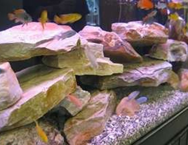65 gallons freshwater fish tank (mostly fish and non-living decorations) - 65 gallon Assorted African Cichlid Tank