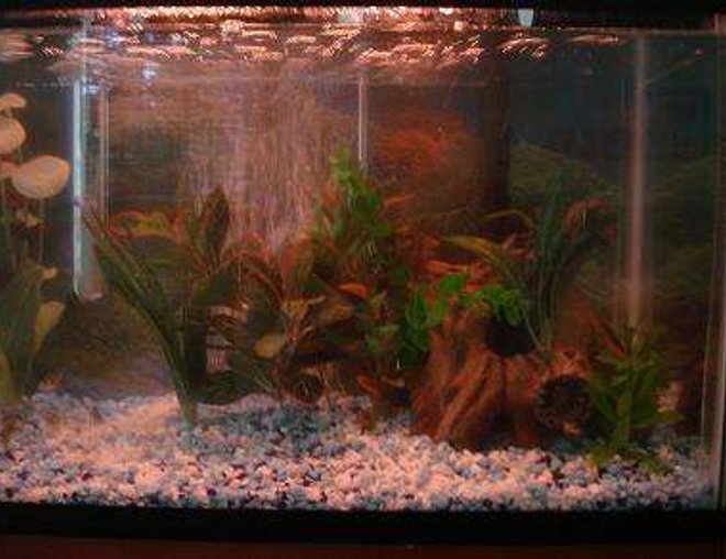 20 gallons freshwater fish tank (mostly fish and non-living decorations) - 0.o