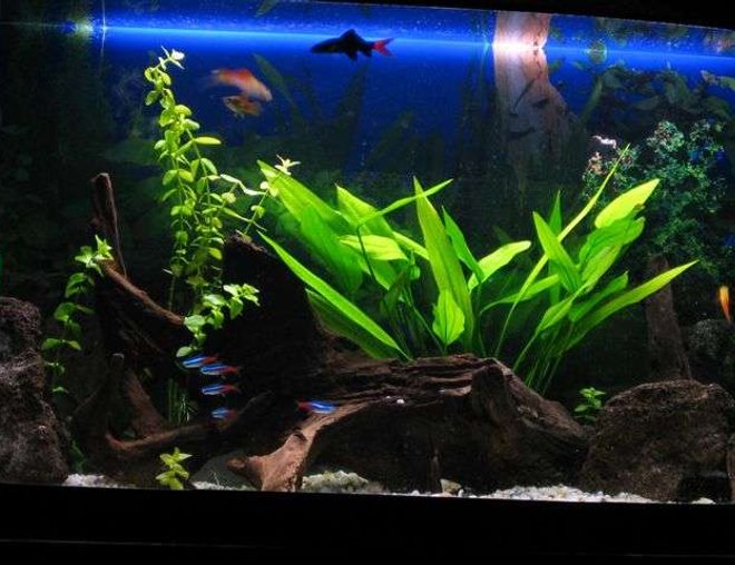 20 gallons freshwater fish tank (mostly fish and non-living decorations) - my tank - 20 gallon