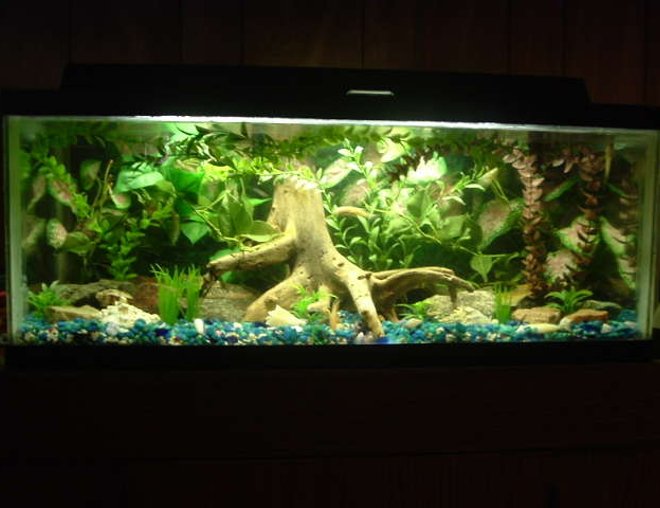 freshwater fish tank (mostly fish and non-living decorations) - 20 long update pic. 1-Betta 1-Gold Gourami  3-Rosy Red Fish & 3- Crazy Wild Guppys