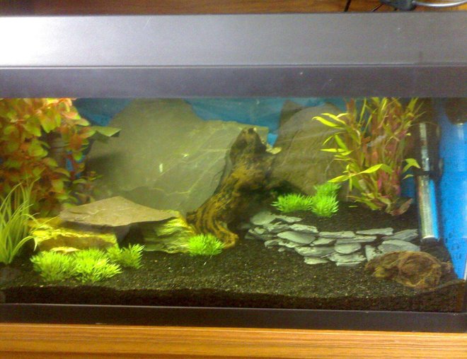 10 gallons freshwater fish tank (mostly fish and non-living decorations) - here is my little tank that is going to be used for growing some fish on before they move into my bigger tanks!