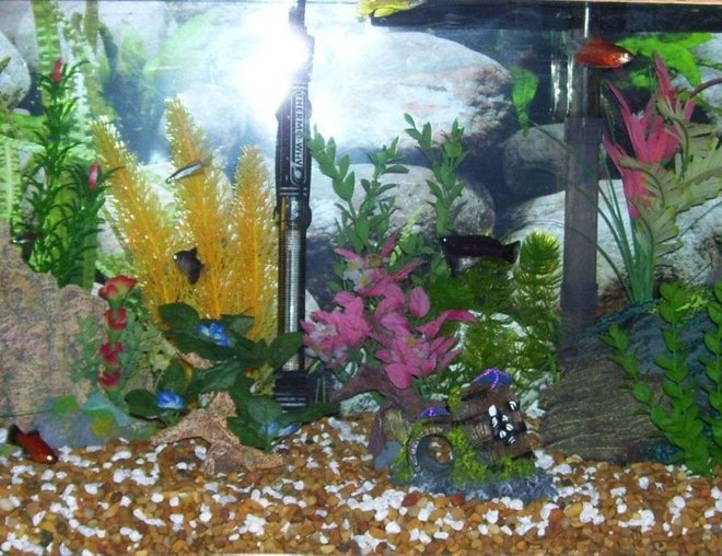 20 gallons freshwater fish tank (mostly fish and non-living decorations) - 20 gal... have any suggestions? Looking for new ideas for my new addiction...