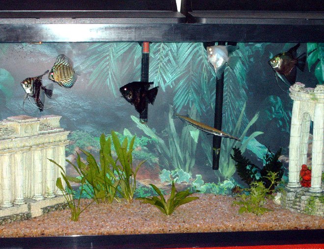 55 gallons freshwater fish tank (mostly fish and non-living decorations) - my first aquarium