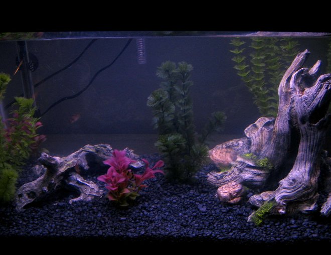 20 gallons freshwater fish tank (mostly fish and non-living decorations) - My Second Fish Tank!!