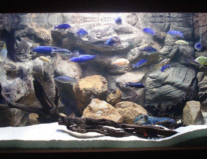 freshwater fish tank (mostly fish and non-living decorations) - Tank is 5"x2"x2" with an ocean sand substrate along with natural rocks and drift wood. It has a custom made latex rock background and is lit up using a large Halide light and an coral marine blue tube. Heating is supplies by the Jager heater and the water is kept crystal clear with the large Wet Dry filter.