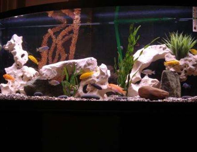 75 gallons freshwater fish tank (mostly fish and non-living decorations) - African Cichlid 75 Gallon tank, 18 Cichlids and 2 Sharks.