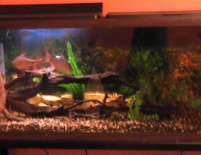 55 gallons freshwater fish tank (mostly fish and non-living decorations) - 55 gallon tank with six tin foil barbs.