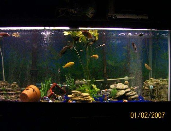 75 gallons freshwater fish tank (mostly fish and non-living decorations) - My 75 Gallon tank is home to 7 beautiful Angelfish, 2 med Pleco,  1 male betta, 2 Bala sharks, 1 black convict, 1 red terror, 1 electric blue jack dempsey, 3 paradise gourami, 2 gold gourami, 3 bottom feeders.  i have blue reef sand & Some Plastic plants but have one real plant which the Angelfish really Enjoy.