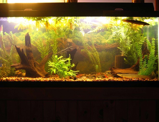 75 gallons freshwater fish tank (mostly fish and non-living decorations) - 75g full-tank shot