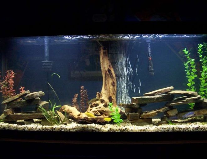 55 gallons freshwater fish tank (mostly fish and non-living decorations) - 55g african cichlid tank. kinda bad view from far away but can see some details. is much bigger then appears. rocks stacked as caves for my 8 various african cichlids. leave me some comments or suggestions. cichlids are making many nests in the gravel and are getting pretty big