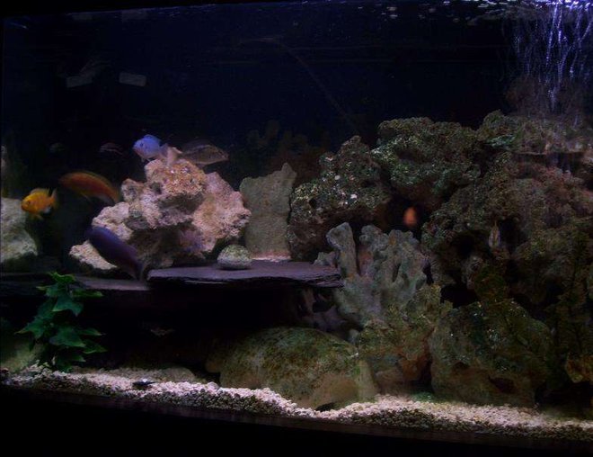 75 gallons freshwater fish tank (mostly fish and non-living decorations) - one side. i have more pics
