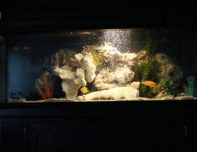 75 gallons freshwater fish tank (mostly fish and non-living decorations) - i just changed my set up. rearranged my rocks and added the bubble wall. wait till i get fish.