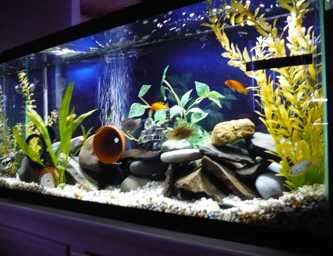 55 gallons freshwater fish tank (mostly fish and non-living decorations) - cichlid tank