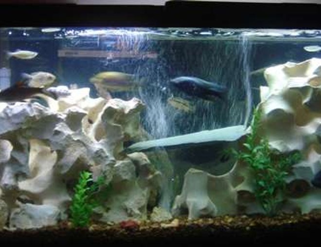 55 gallons freshwater fish tank (mostly fish and non-living decorations) - 55 Gallon Tank w/mostly chilids
