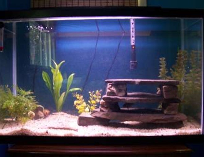 55 gallons freshwater fish tank (mostly fish and non-living decorations) - 29g firemouth tank (4) rocks stacked for shelter. few live plants. not really a show tank more to breed my firemouths.